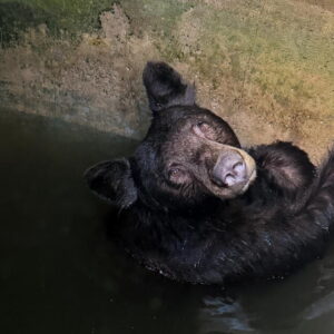 Une famille d'ours sauvée d'un grand réservoir d'eau à La Verne pendant la canicule
