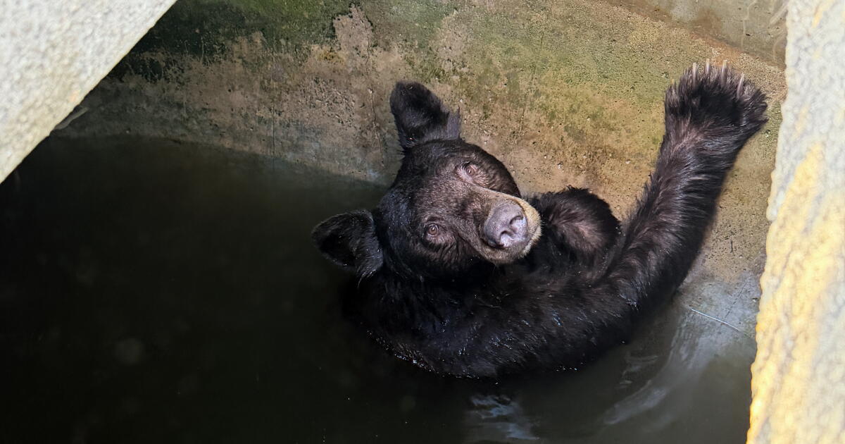 Une famille d'ours sauvée d'un grand réservoir d'eau à La Verne pendant la canicule