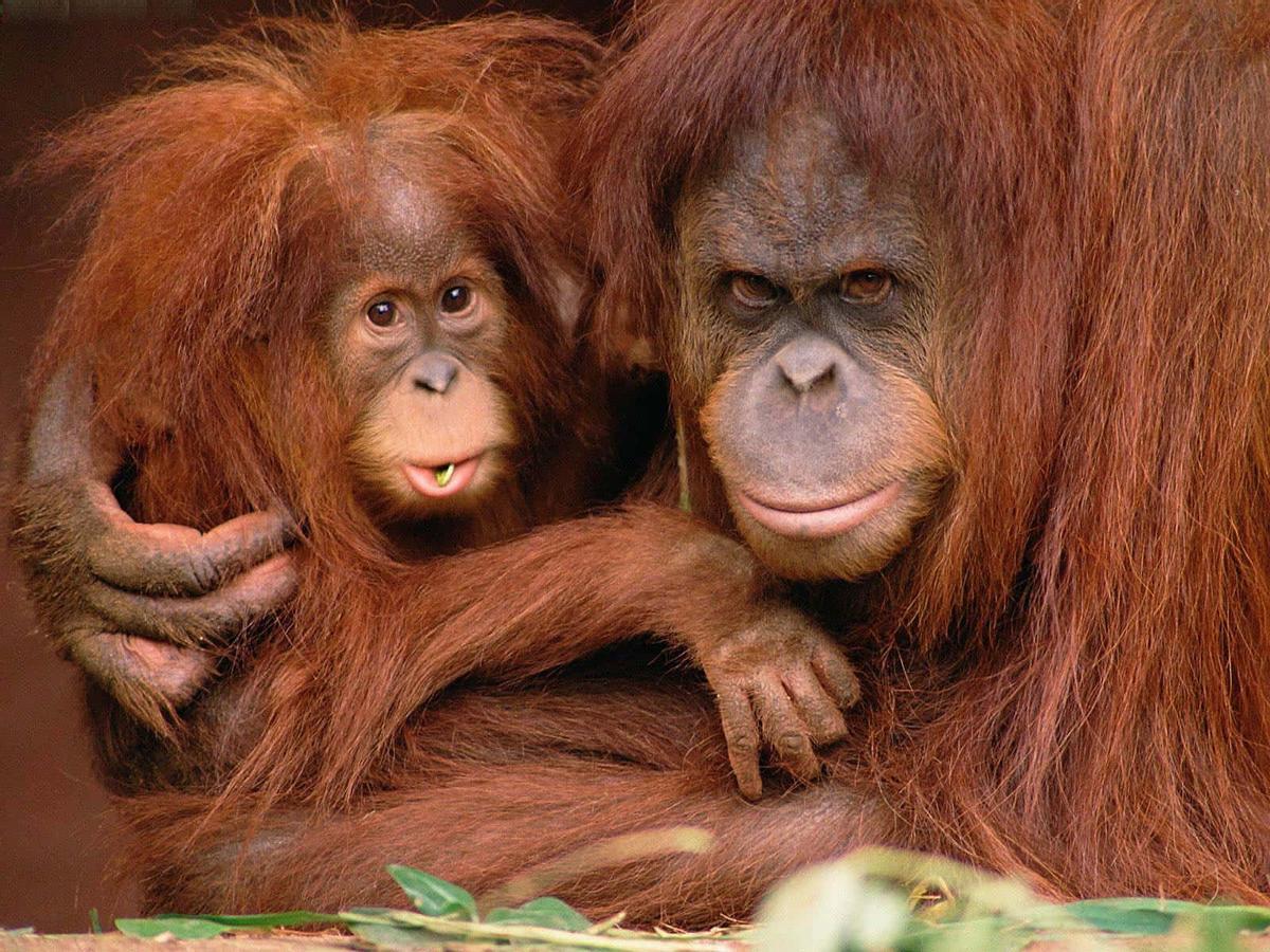 Les orangs-outans sont en danger critique d’extinction