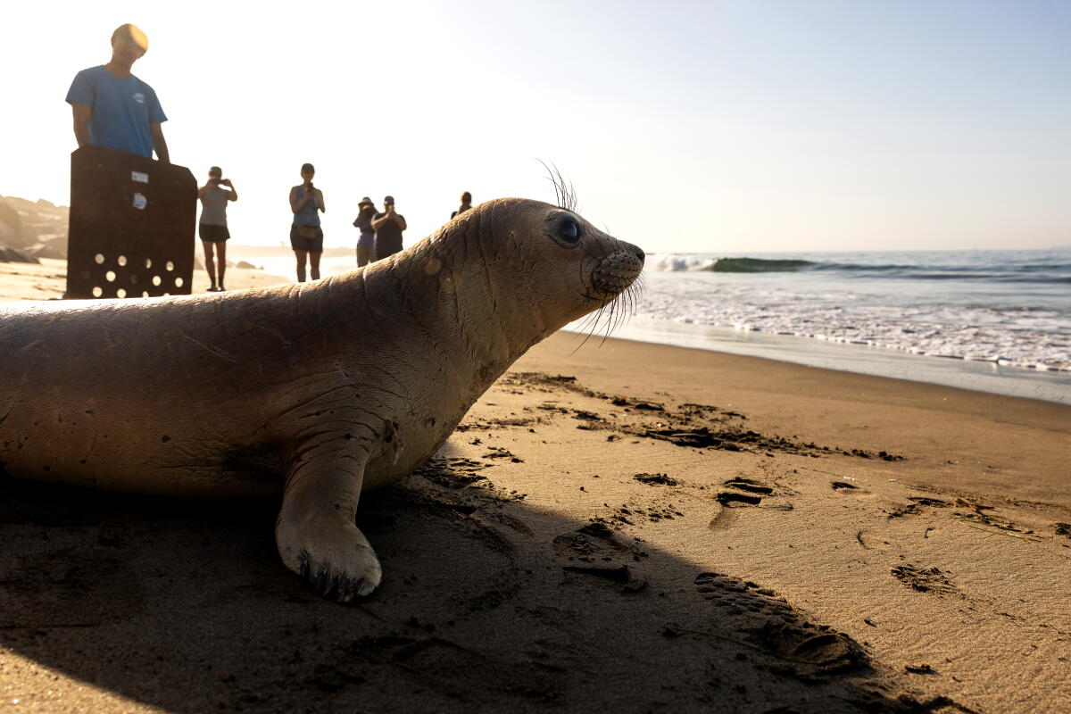 Un éléphant de mer est relâché sur la plage de Cabrillo à San Pedro sous le regard des bénévoles du Marine Mammal Care Center.