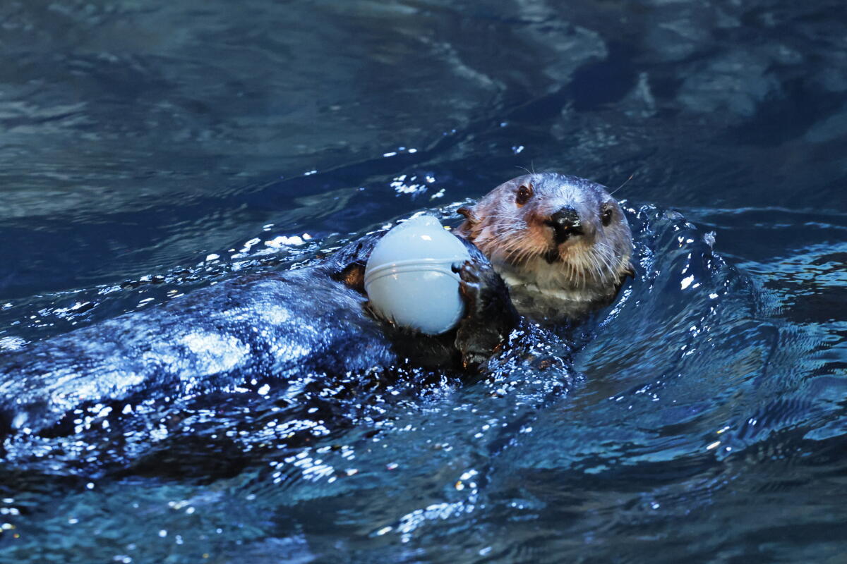 Une loutre de mer non relâchable nage dans un enclos de l'Aquarium du Pacifique à Long Beach. 
