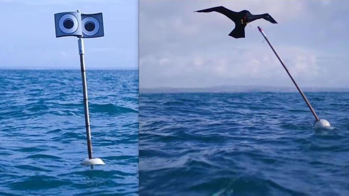 Los dos sistemas que logran reducir hasta en dos tercios la captura accidental de aves por la pesca