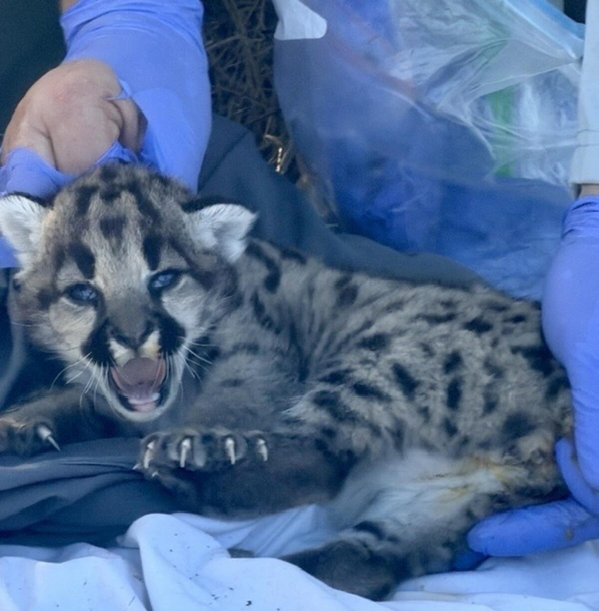 Une équipe du National Park Service a récemment trouvé et marqué trois chatons pumas dans les Simi Hills.