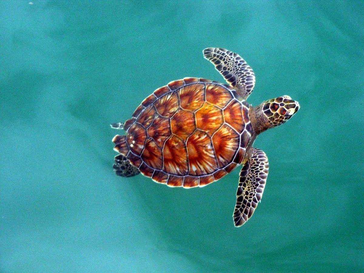 La tortue verte a libéré le risque d'extinction