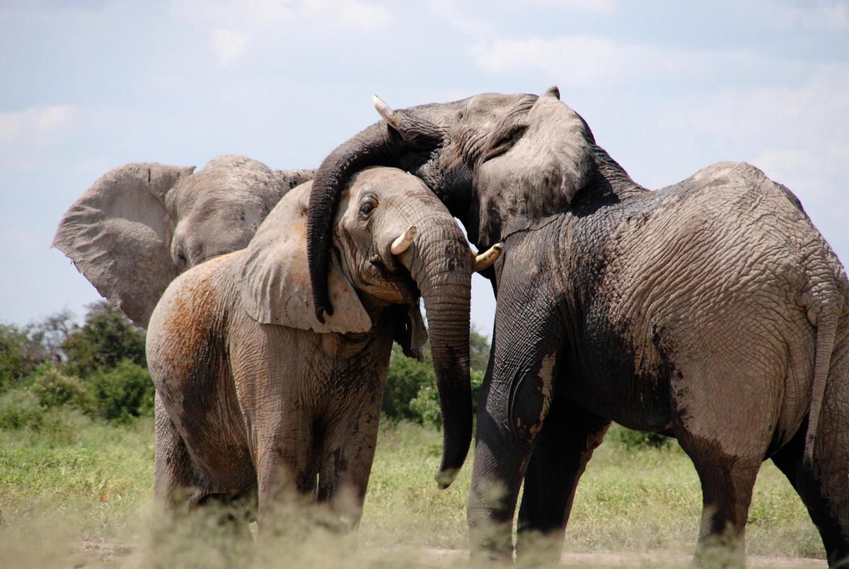 Éléphants africains en milieu naturel