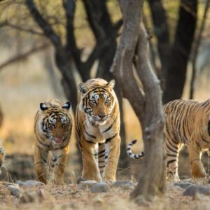 ÉTAT FAUNE 2026 | Informe Planeta Vivo 2026 : la faune sauvée continue de disparaître, mais la récupération des tigres, des tortues ou des éléphants offre l'espoir