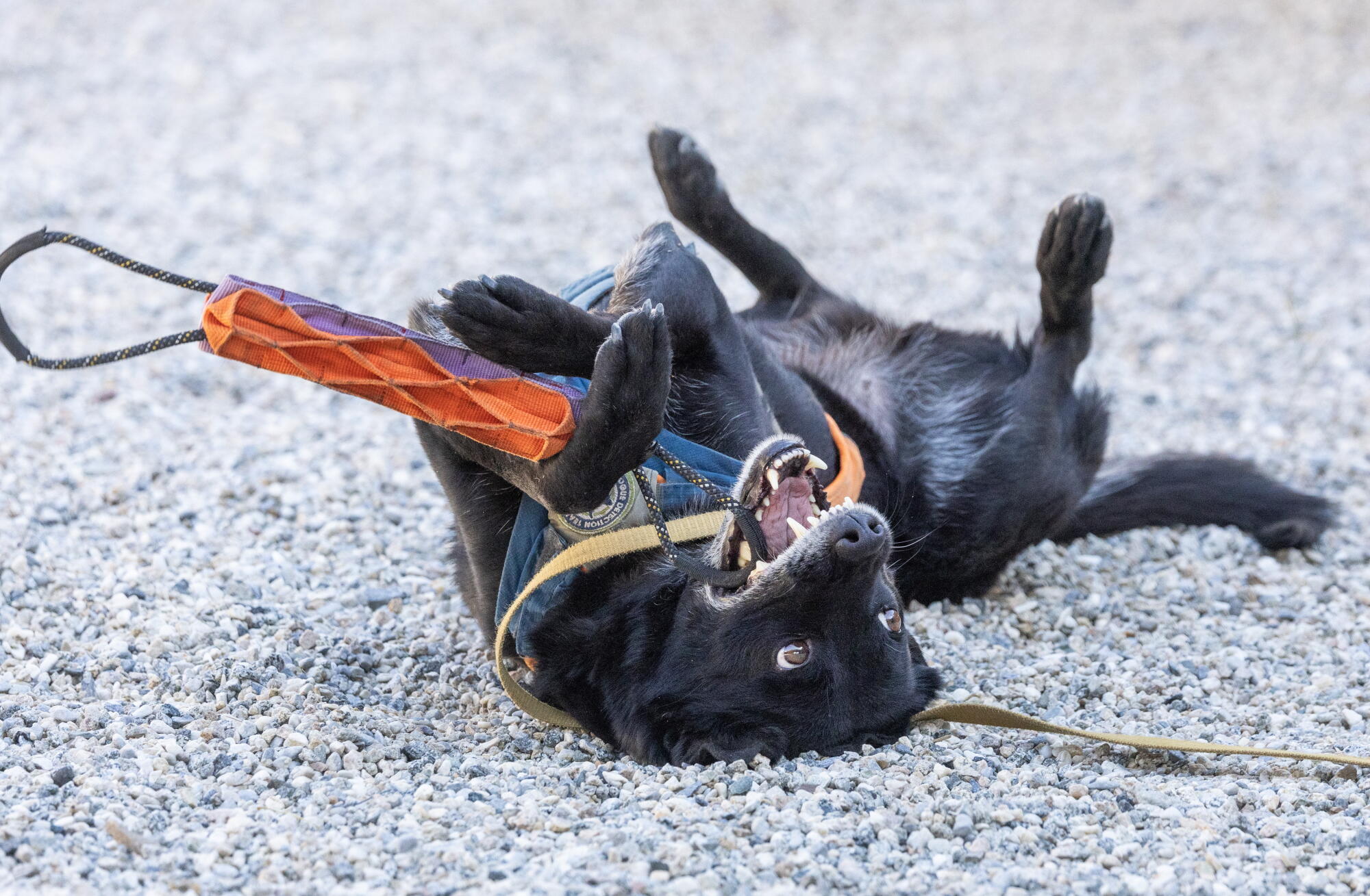 Un chien se roule par terre avec un jouet