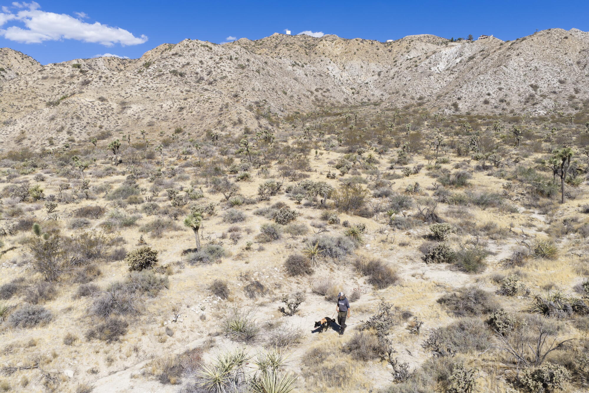 Vue par drone montrant Heath Smith et un chien nommé Whisper dans le désert