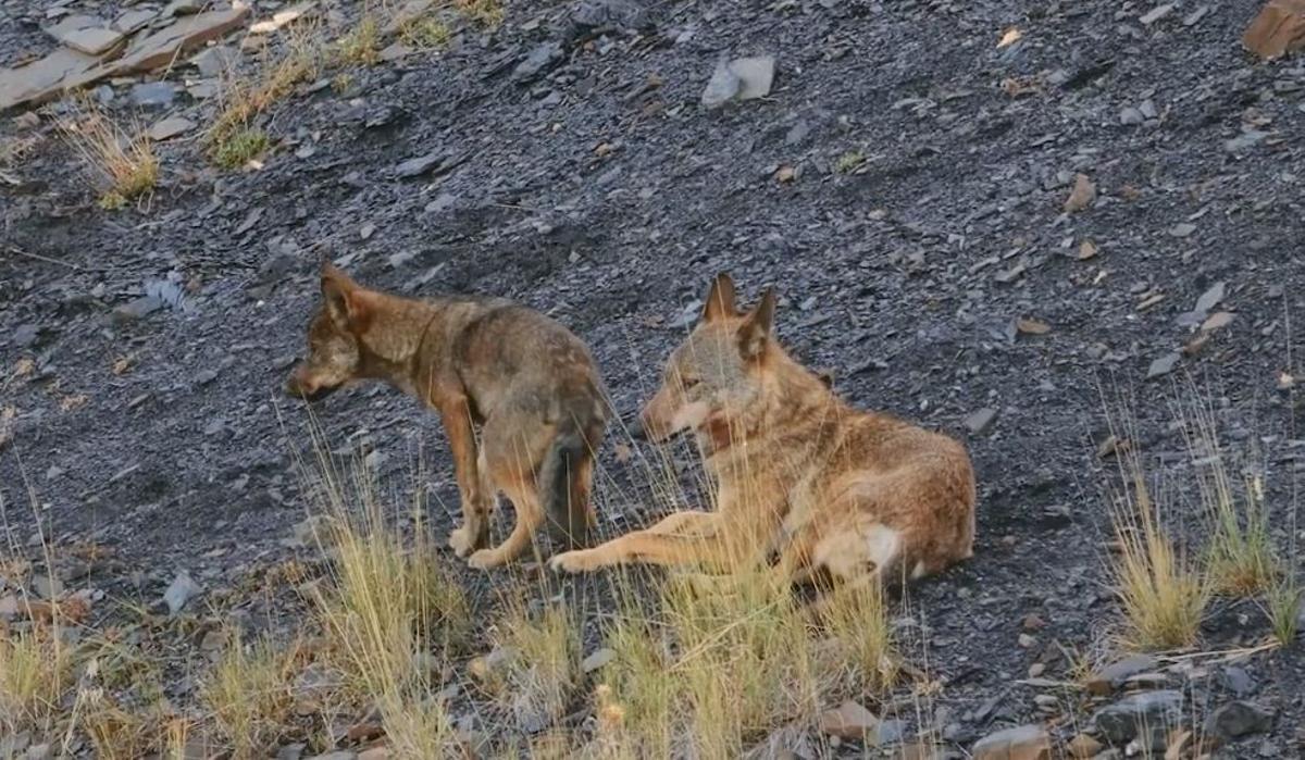 Le loup se trouve confronté à une situation difficile lors de la protection