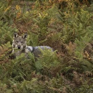 'Durmiendo con lobos', un documentaire pour mieux comprendre l'espèce à travers sa protection