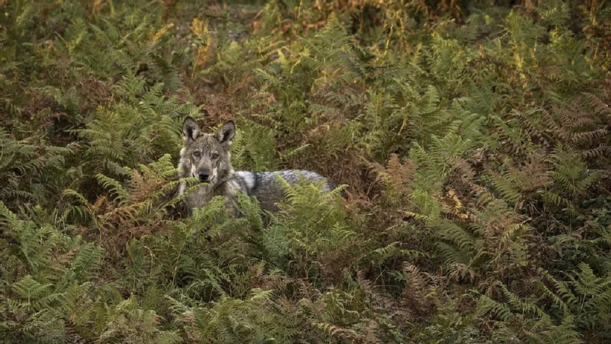 Una imagen del documental sobre el lobo