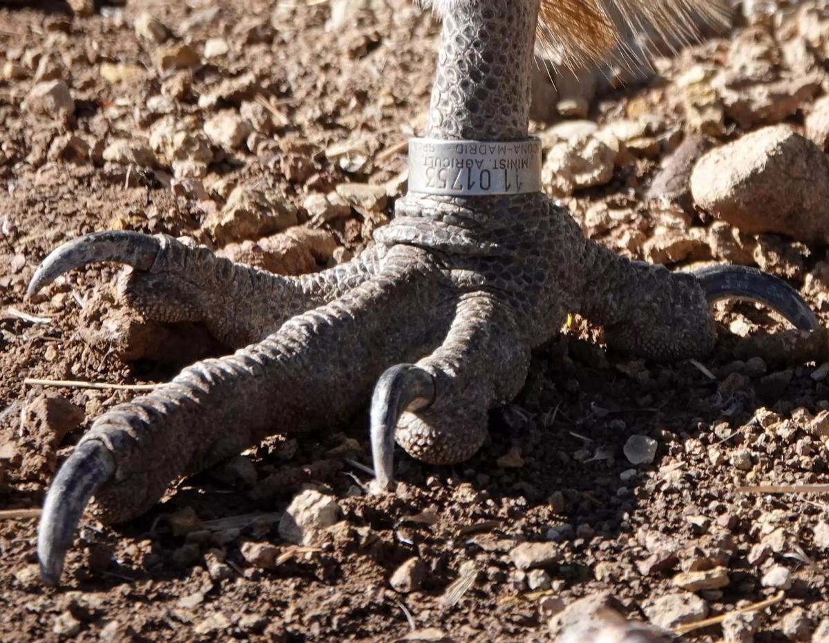 La bague qui identifie le bâtiment Leonado plus ancien d'Europe