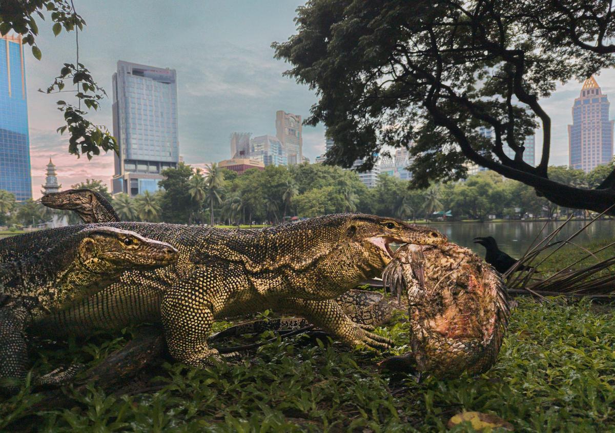 «Jungla urbaine»