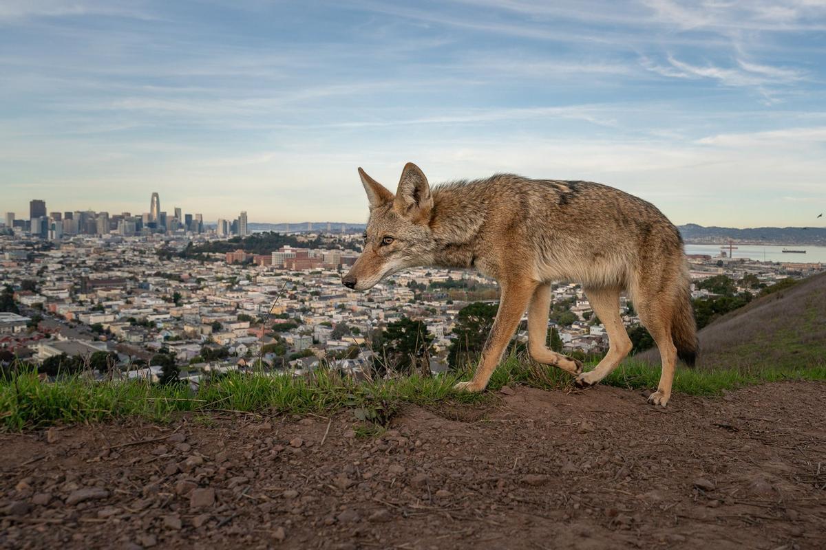 « Astutos coyotes »