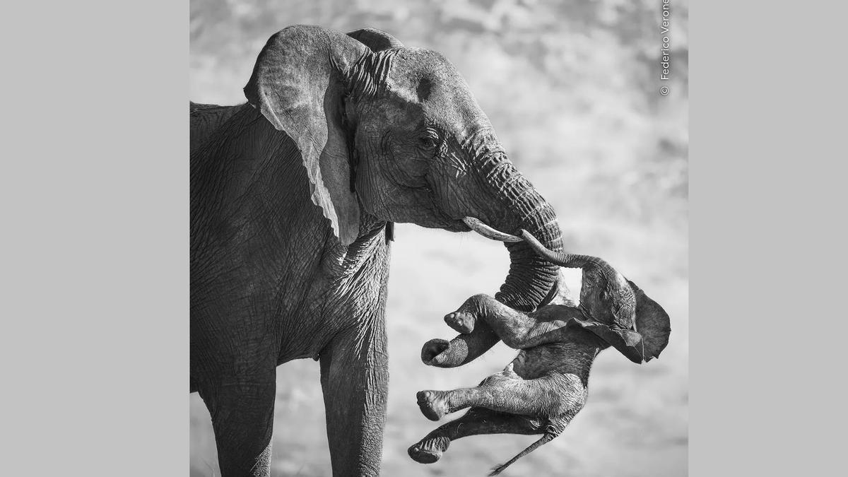 Imagen ganadora de la categoría principal del concurso: una madre elefante transporta su cría muerta