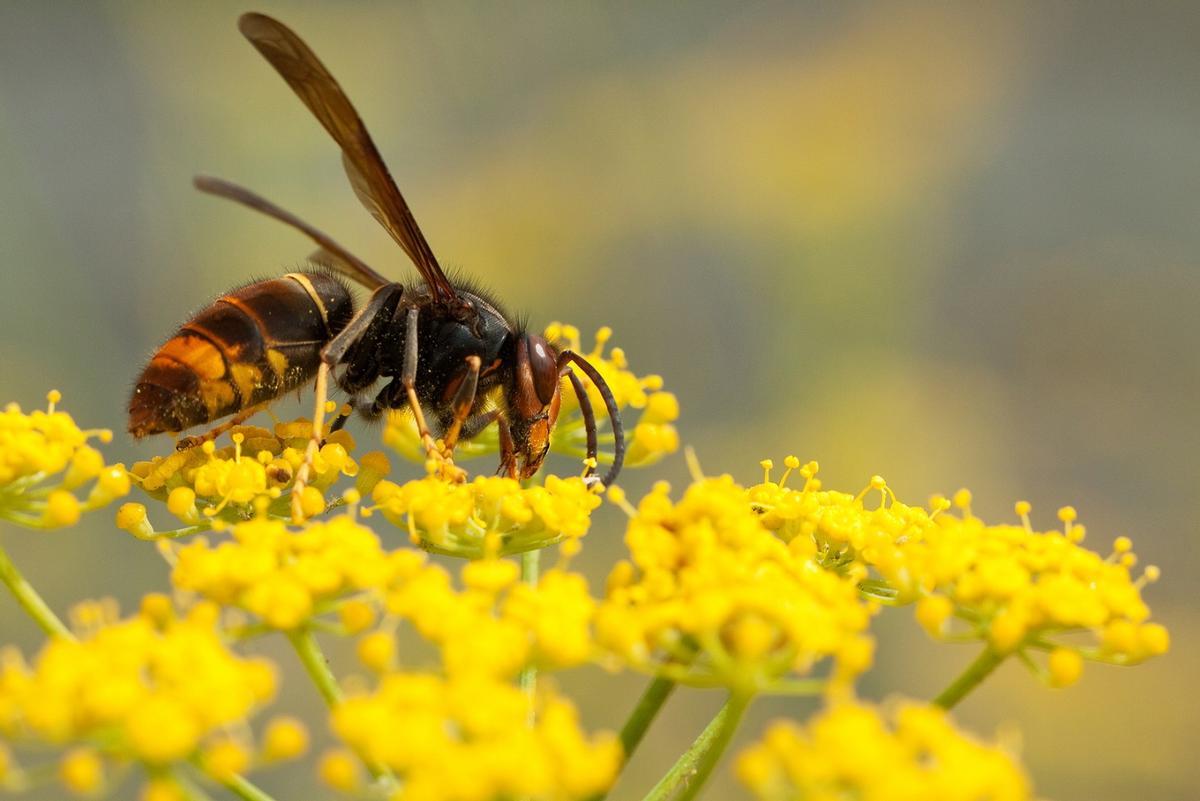 Un exemple d'avispa asiatique ou velutina