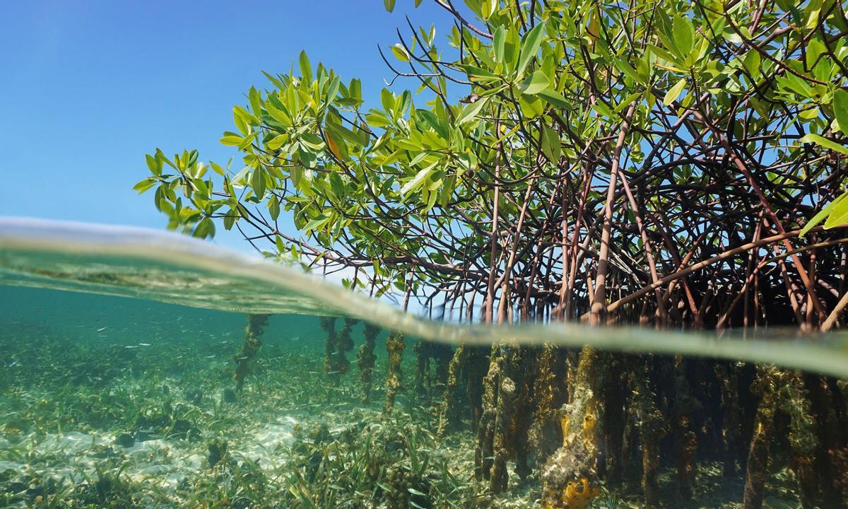 Préserver la biodiversité est incompatible avec l’utilisation de combustibles fossiles, dit l’ONU