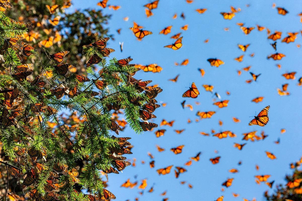 La biodiversité de la planète est cayendo en picado