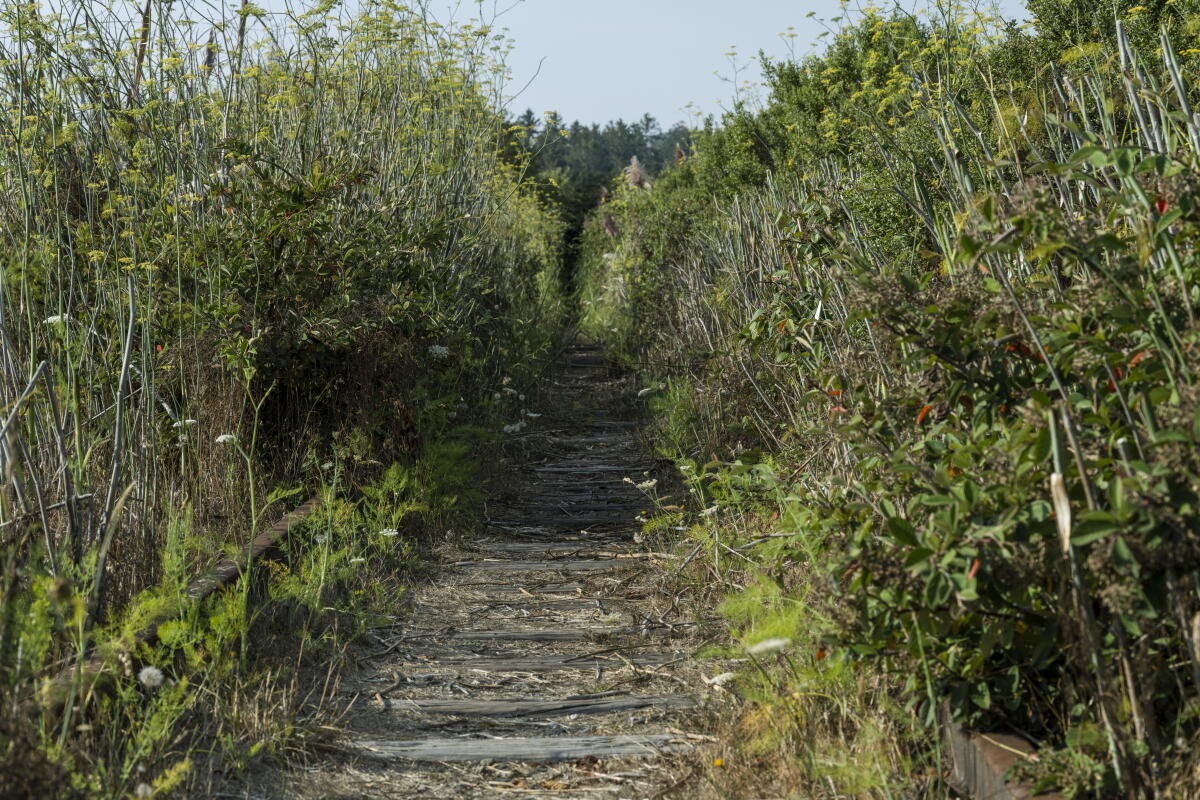 Le Great Redwood Trail suivrait la voie ferrée