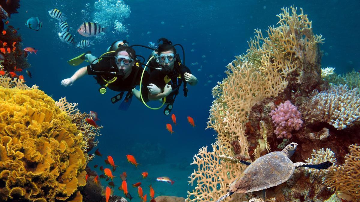 Submarinistas entre diversas especies de coral