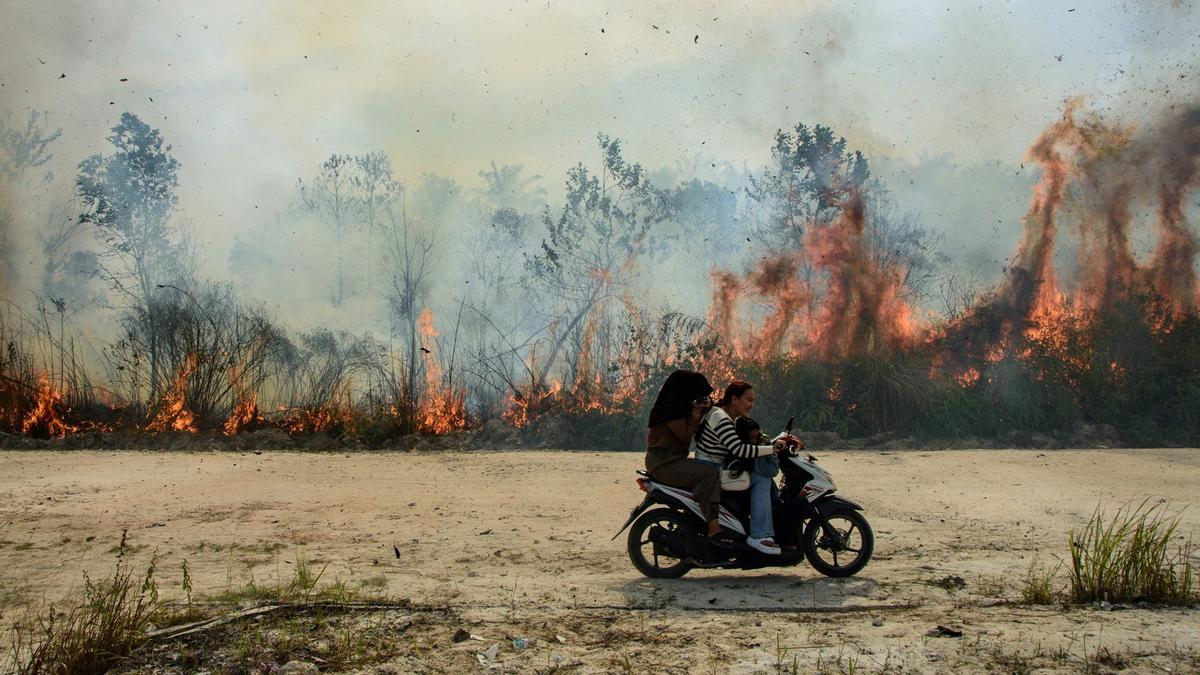 Une moto pasa junto à un bosque de lamas en Indonésie