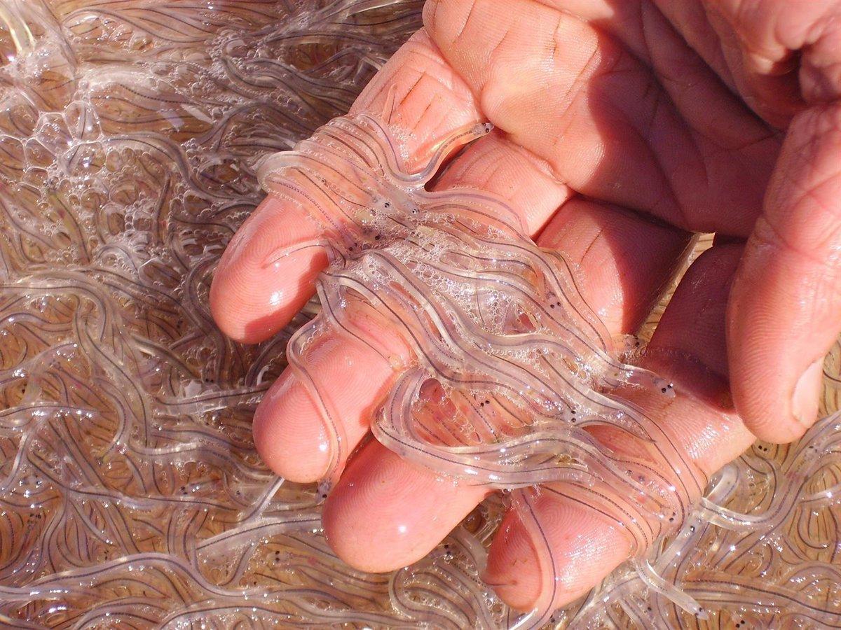Exemples d'angle, la crie de l'angula