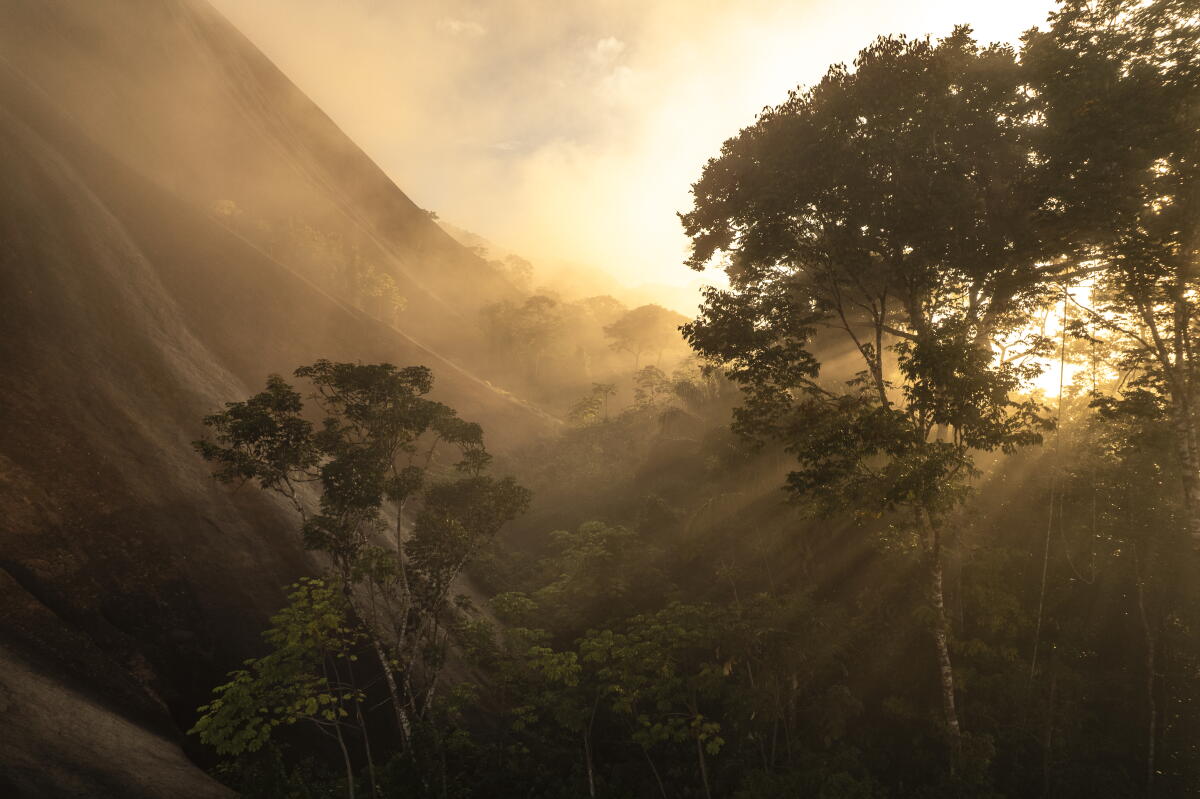 Une vue sur les arbres dans une forêt tropicale au lever du soleil