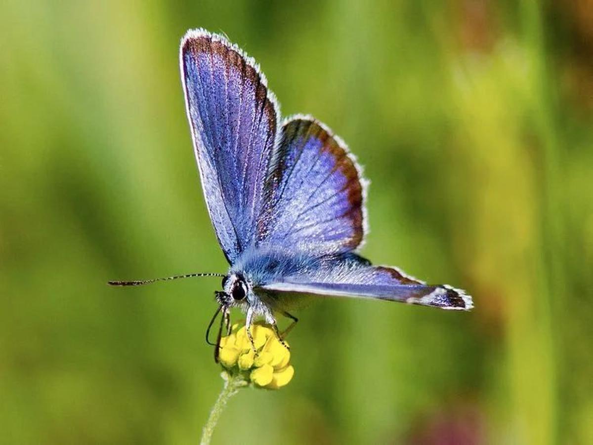 Cette espèce de mariposa est également protégée