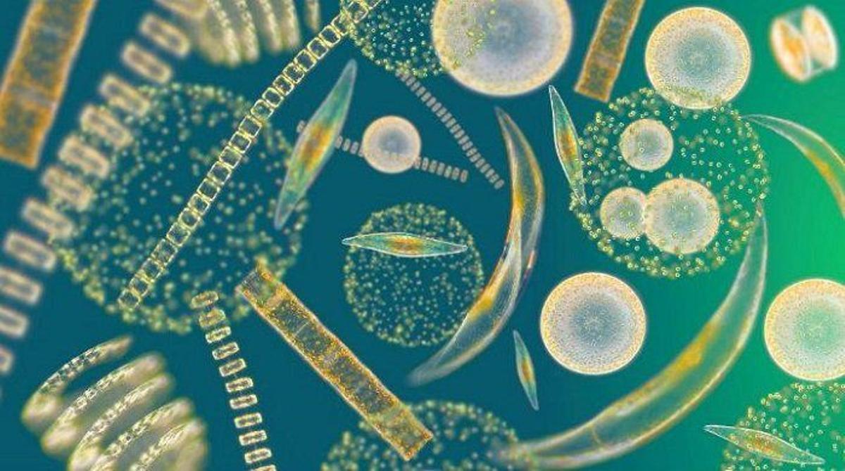 Image au microscope du fitoplancton