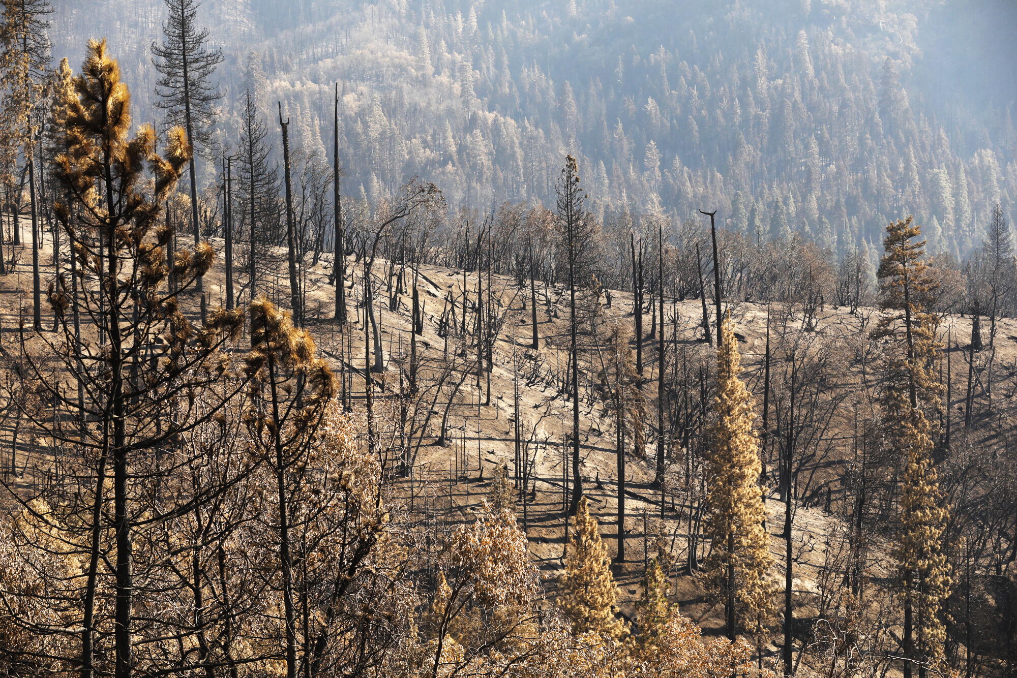 Une colline pleine d'arbres brûlés.