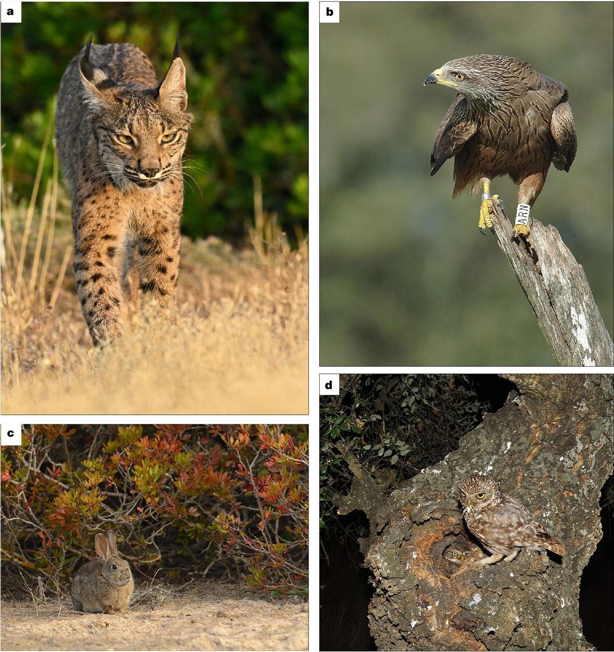 Les quatre espèces impliquées dans l'enquête : le lince (a), le milano negro (b), le cône (c) et le mochuelo (d)