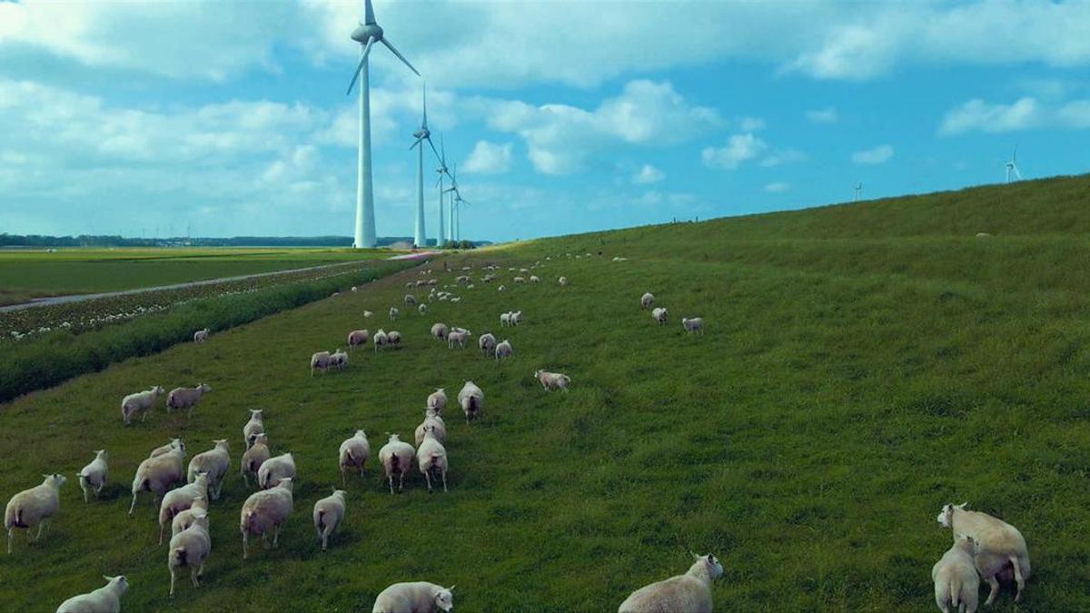 Un rebaño pastorea cerca de unos molinos eólicos.