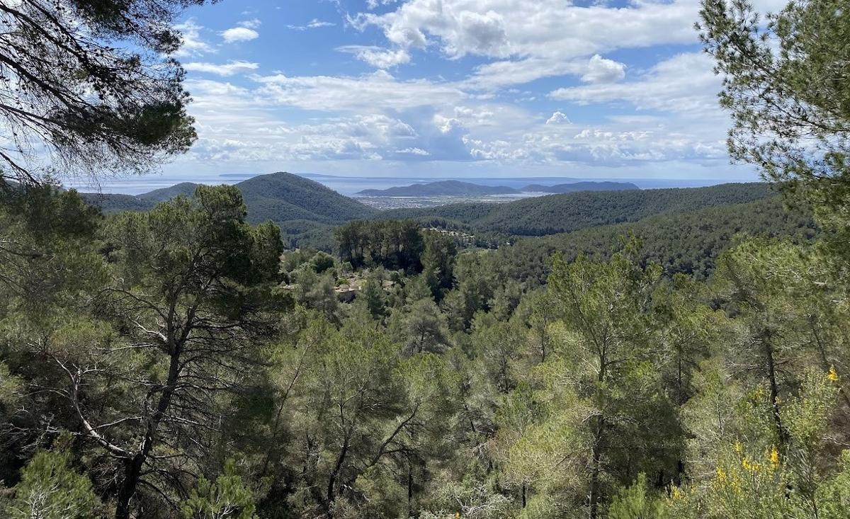 Le pino carrasco est le prédominant dans les forêts de la Méditerranée espagnole