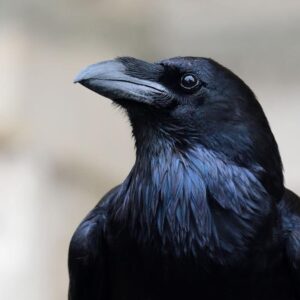 INTELIGENCIA CUERVOS | Découvrez que les corps doivent prendre une décision doublement rapide pour les humains