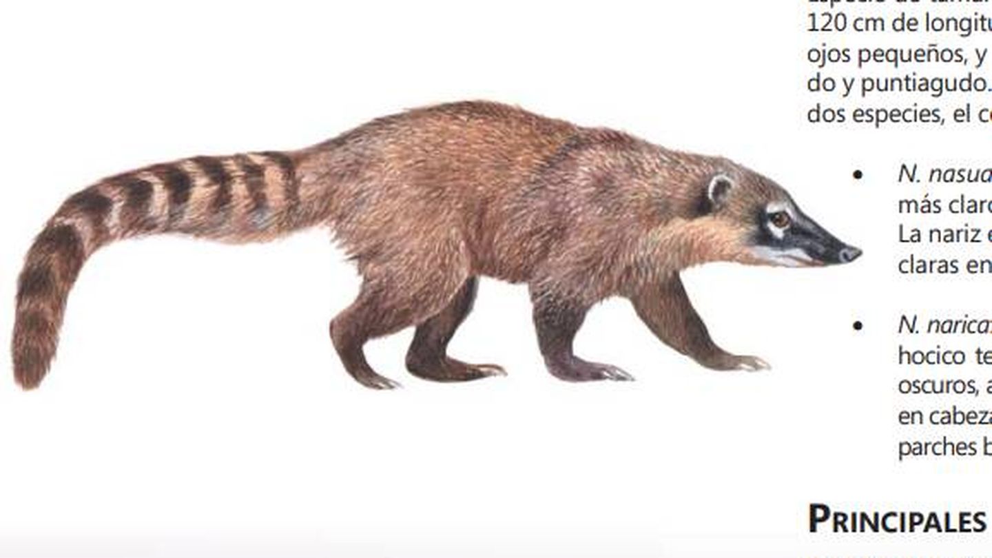 Le coati, une espèce envahissante cataloguée. (Miteco)