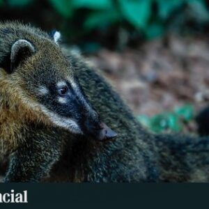 Il est arrivé en Espagne comme animal de compagnie et constitue désormais une menace pour la faune indigène : l'espèce envahissante qui inquiète les experts