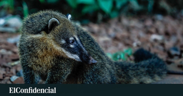 Il est arrivé en Espagne comme animal de compagnie et constitue désormais une menace pour la faune indigène : l'espèce envahissante qui inquiète les experts