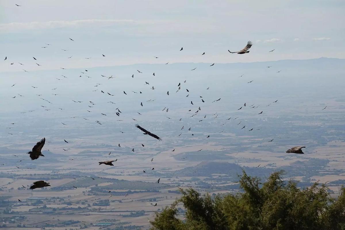 Quelques exemples de rapaces chez le comédien de Nueno, ce mois d'octobre
