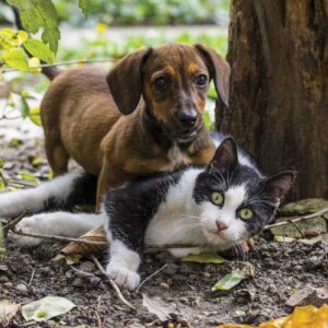 CAEN ADOPCIONES ANIMAUX | Forte caída des adoptions de perros y chatos: solo se acoge el 42% de los que tenen los centros