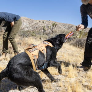 Comment les chiens renifleurs de crottes aident à sauver les pumas de Joshua Tree