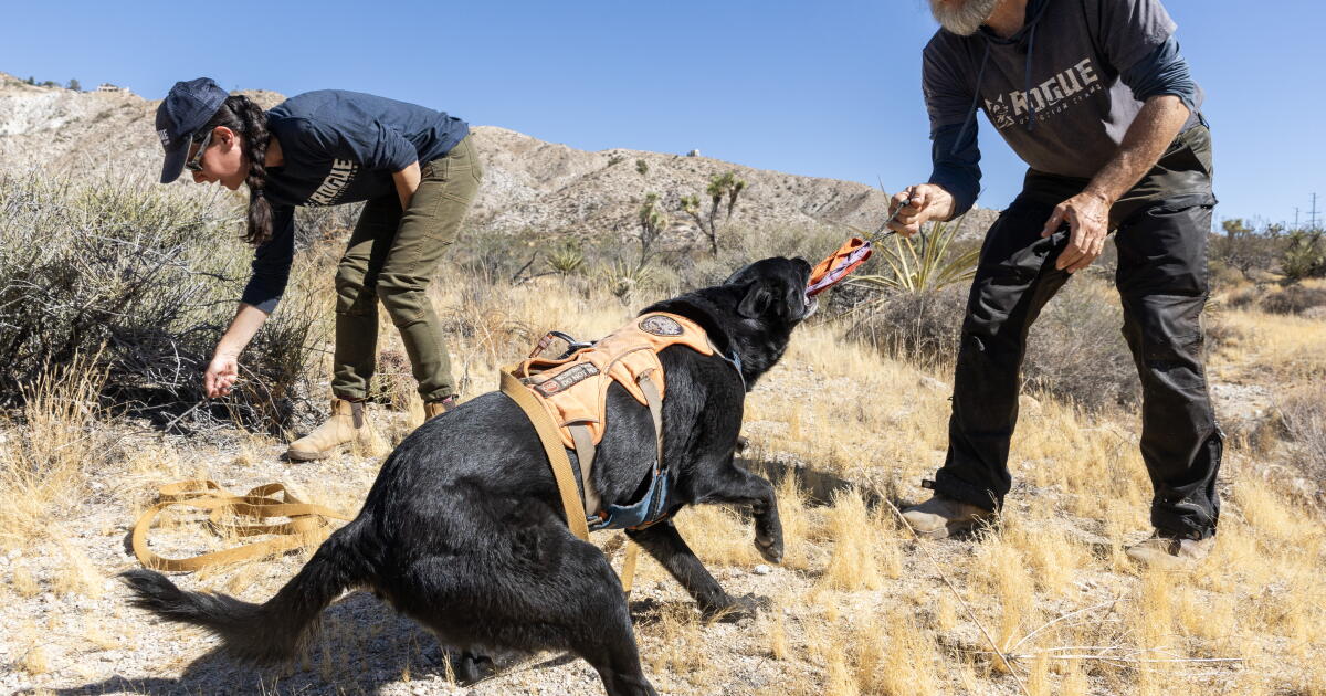 Comment les chiens renifleurs de crottes aident à sauver les pumas de Joshua Tree
