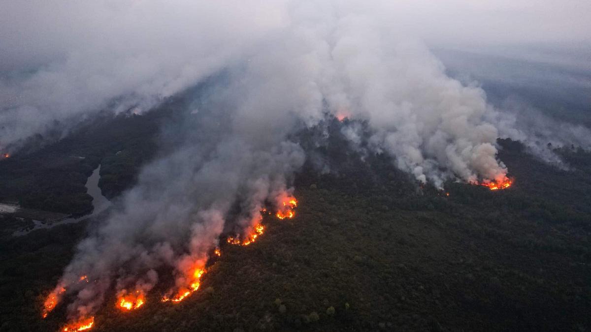 Les incendies de Bornéo et de Sumatra ont détruit des centaines de kilomètres de hectares de forêt tropicale.