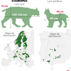 L'idée de réintroduire le lince boréal dans les Pirineos suma apoyos