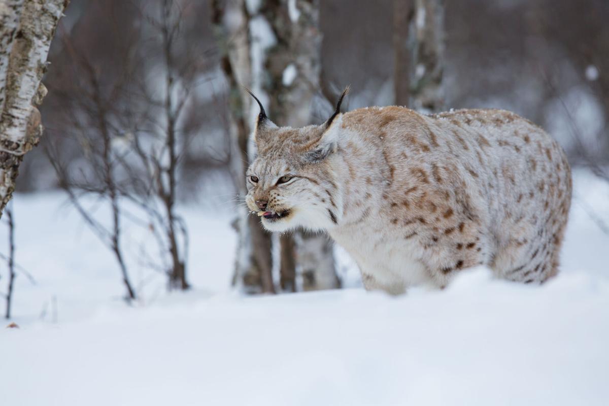 LINCE BOREAL NORDICO Lynx avec la tarte dans la boca de febrero de Noruega FOTO: 123RF. PUBLICADA CBE 27/03/2016 P 26 -27