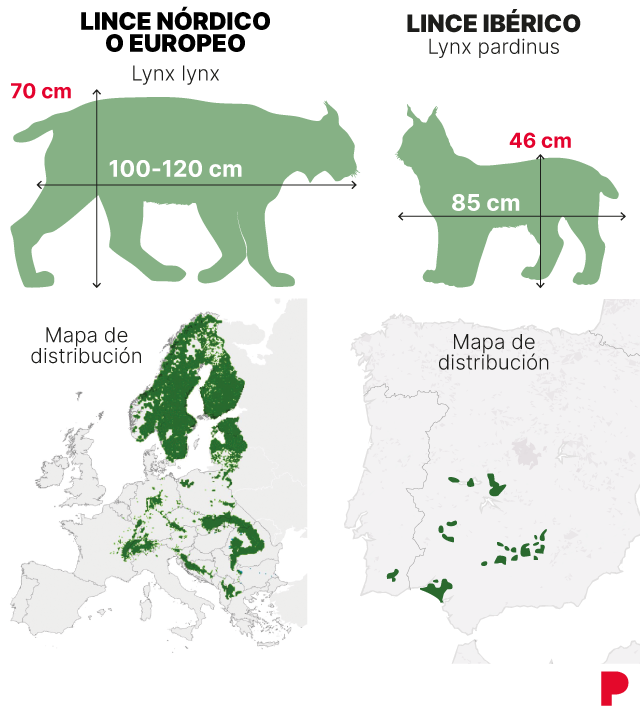 L'idée de réintroduire le lince boréal dans les Pirineos suma apoyos
