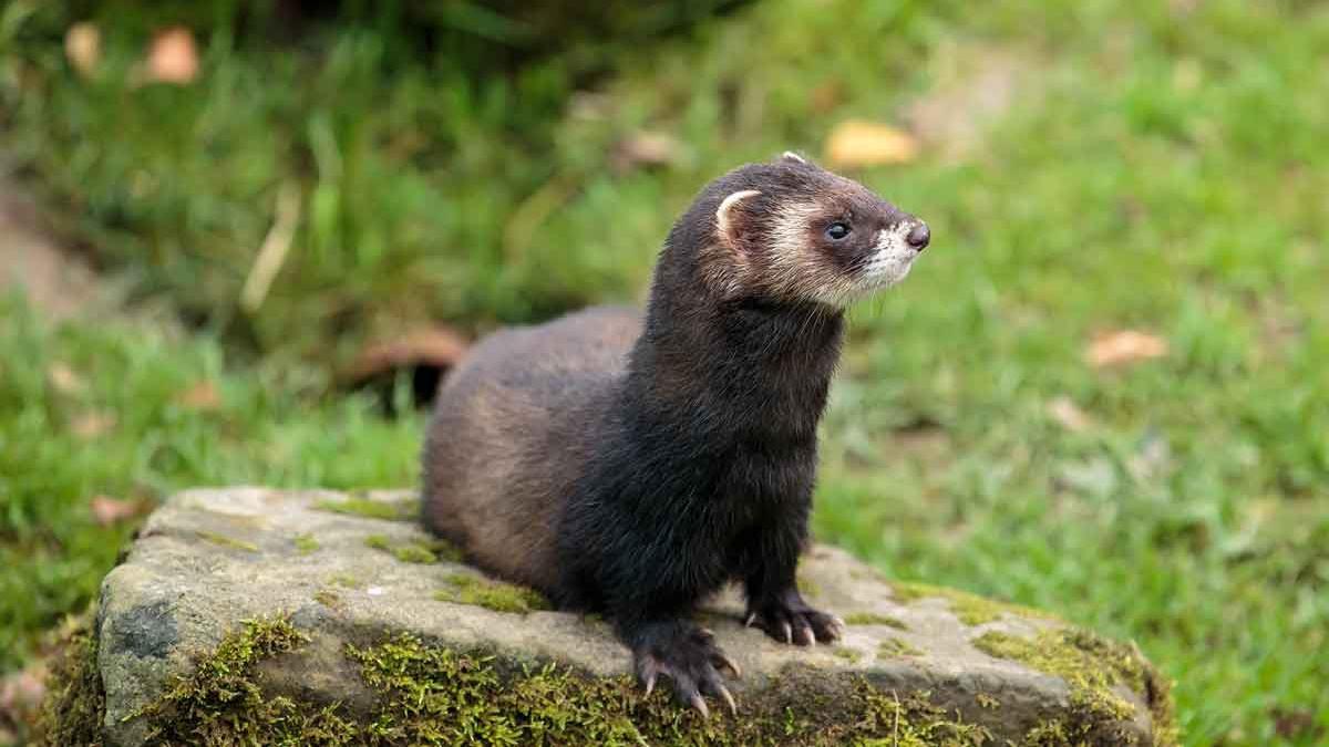 Un turón europeo, una de las especies recuperadas en el Zoo de Barcelona.