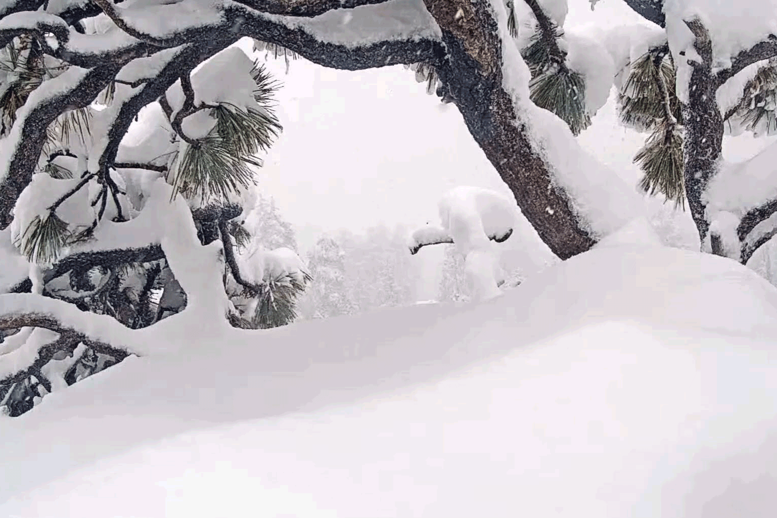 Le pygargue à tête blanche Jackie, entièrement recouvert de neige, surgit de sous la neige, le bec en premier.