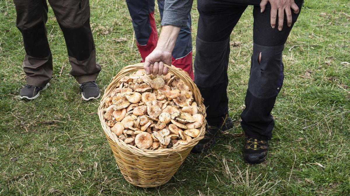 Una cesta con setas.