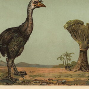 La société de biotechnologie Colossal s'apprête à restituer un œuf d'oiseau disparu en Nouvelle-Zélande