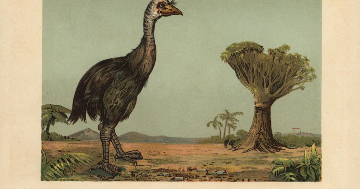 La société de biotechnologie Colossal s'apprête à restituer un œuf d'oiseau disparu en Nouvelle-Zélande